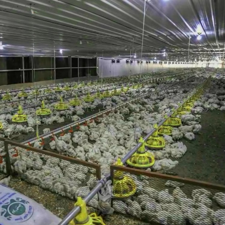Equipamento agrícola de frango - Farming Equipment For Agriculture avaliação e preço